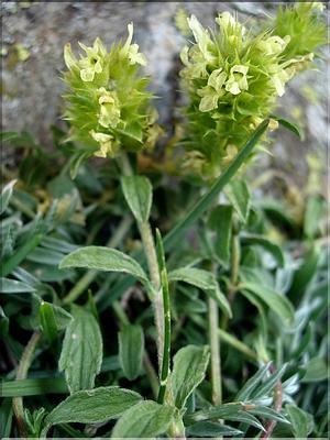 SideritisHyssopifoliaEynens