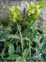 SideritisHyssopifoliaEynens