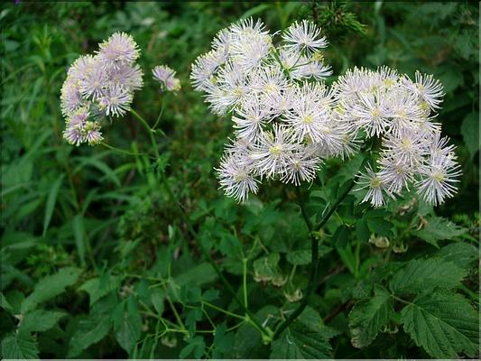 thalictrumAquilegifolium689