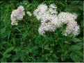 thalictrumAquilegifolium689