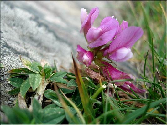 trifoliumAlpinum6854