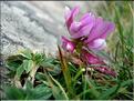 trifoliumAlpinum6854