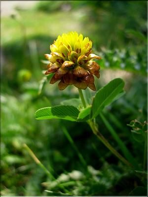 trifoliumBadium6755
