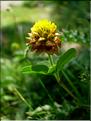 trifoliumBadium6755