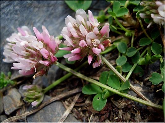 trifoliumThalii6878