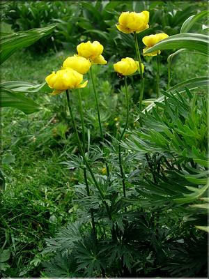 Trollius-europaeus6807