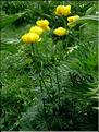 Trollius-europaeus6807