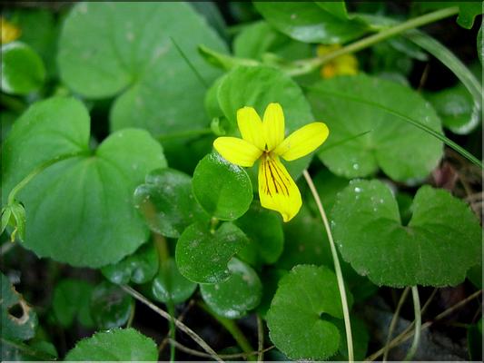violaBiflora6877