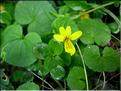 violaBiflora6877