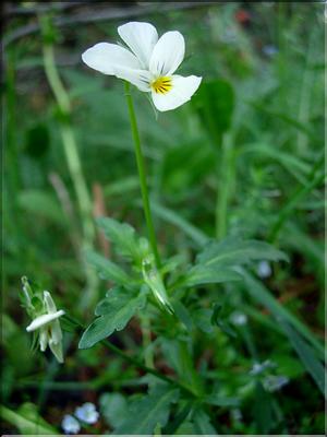 violaTricolor6715