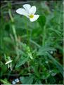 violaTricolor6715