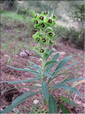 EuphorbiaCharacias