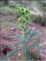 EuphorbiaCharacias