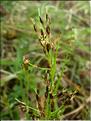 LuzulaForsteri