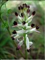 FumariaCapreolata