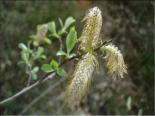 SalixCaprea