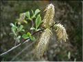 SalixCaprea