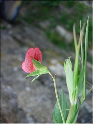 lathyrusCicera