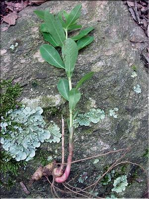 EuphorbiaDulcis