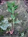 EuphorbiaDulcis