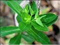 EuphorbiaDulcis