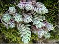 SedumDasyphyllum