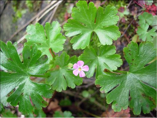 GeraniumLucidum