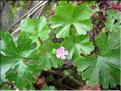 GeraniumLucidum