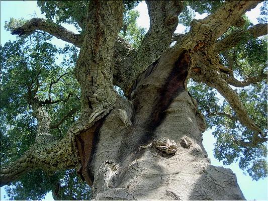 QuercusSuber