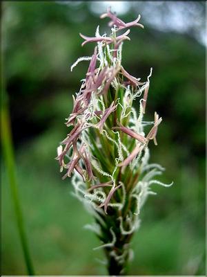 AnthoxanthumOdoratum