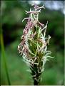 AnthoxanthumOdoratum