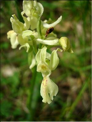 OrchisProvincialis