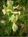 OrchisProvincialis