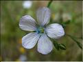 LinumBienne