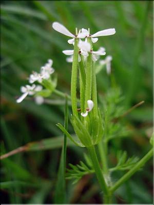 ScandixPectenVeneris