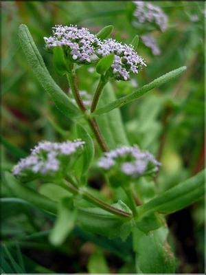 ValerianellaSp