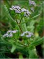 ValerianellaSp