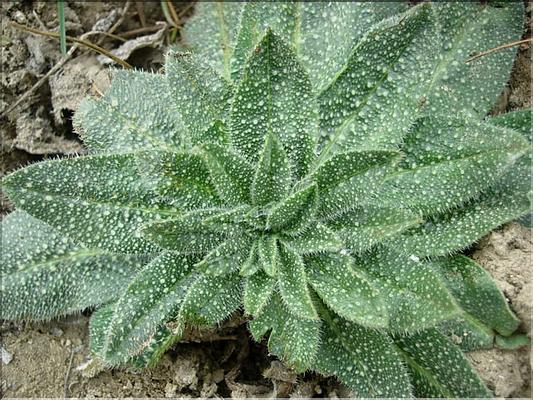 EchiumPlantagineum