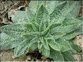 EchiumPlantagineum
