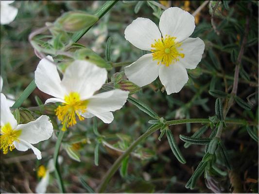 HelianthemeumApenninum