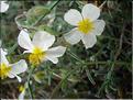HelianthemeumApenninum