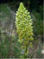 ResedaLutea