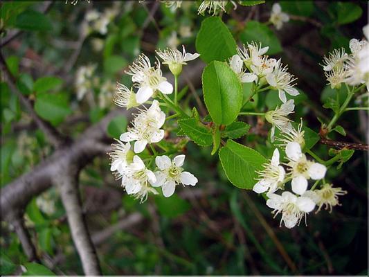 PrunusMahaleb
