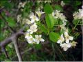 PrunusMahaleb