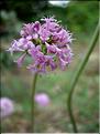 ValerianaTuberosa