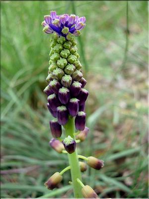 muscariComosa