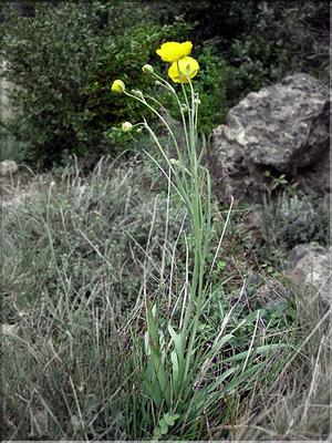 RanunculusGramineus