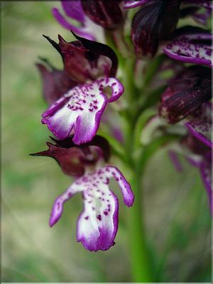 OrchisPurpurea