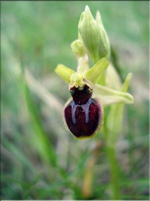 OphrysAraneola