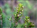 EricaScoparia